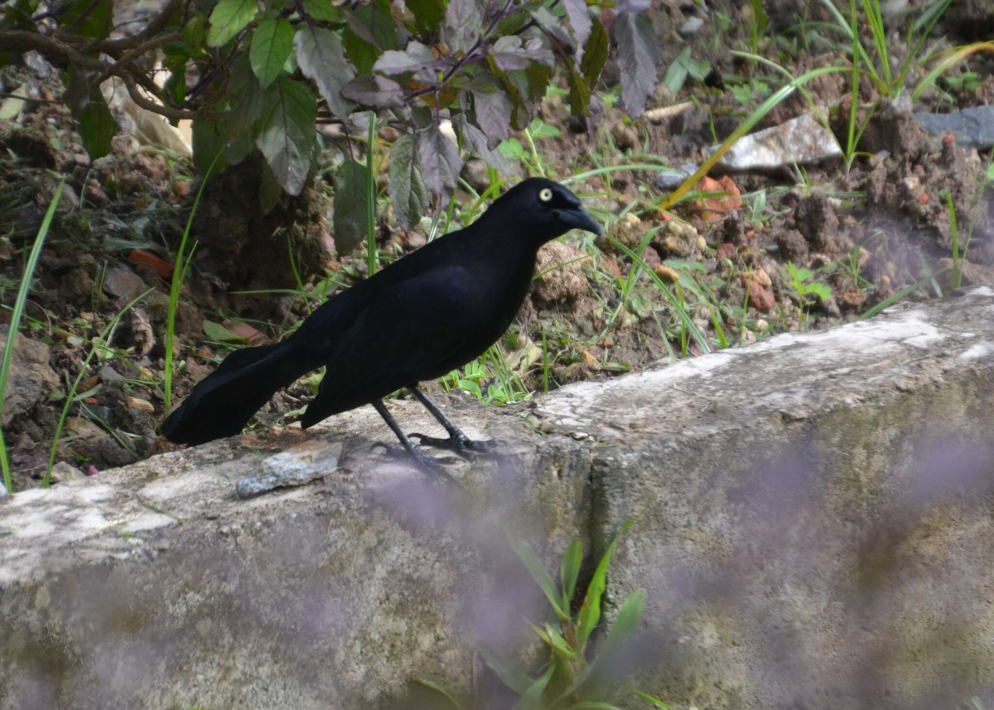 Image of Carib Grackle