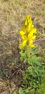 Image of Crotalaria magaliesbergensis