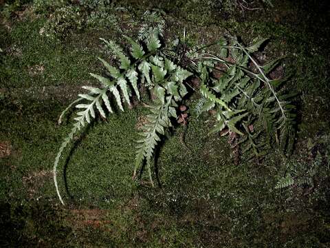 Image of spleenwort