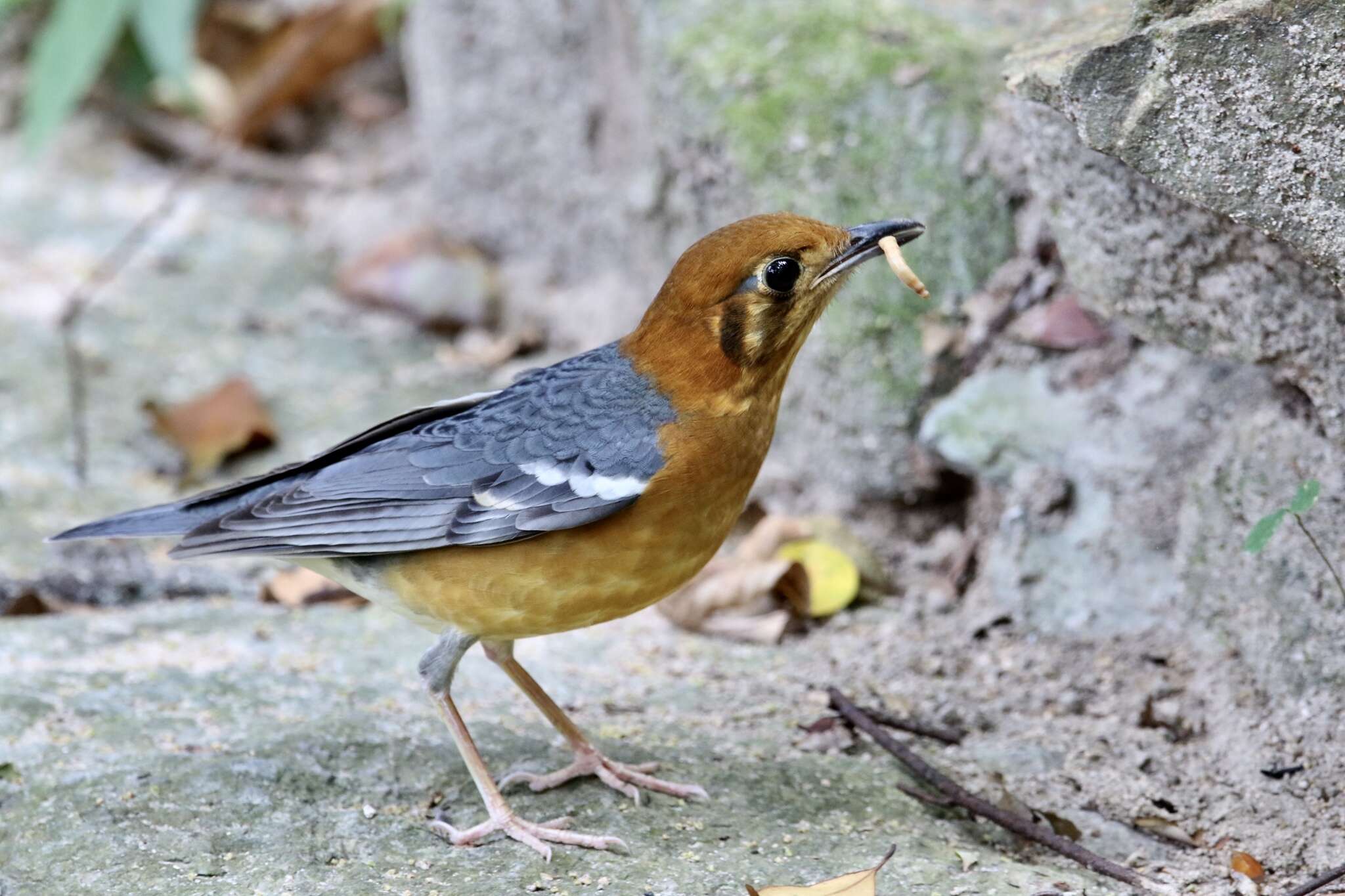 Image of Orange-headed Thrush