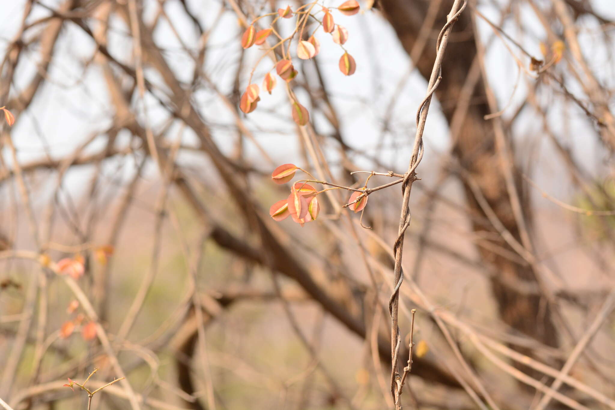 Image de Combretum albidum G. Don