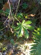 Image de Potentilla hirta L.