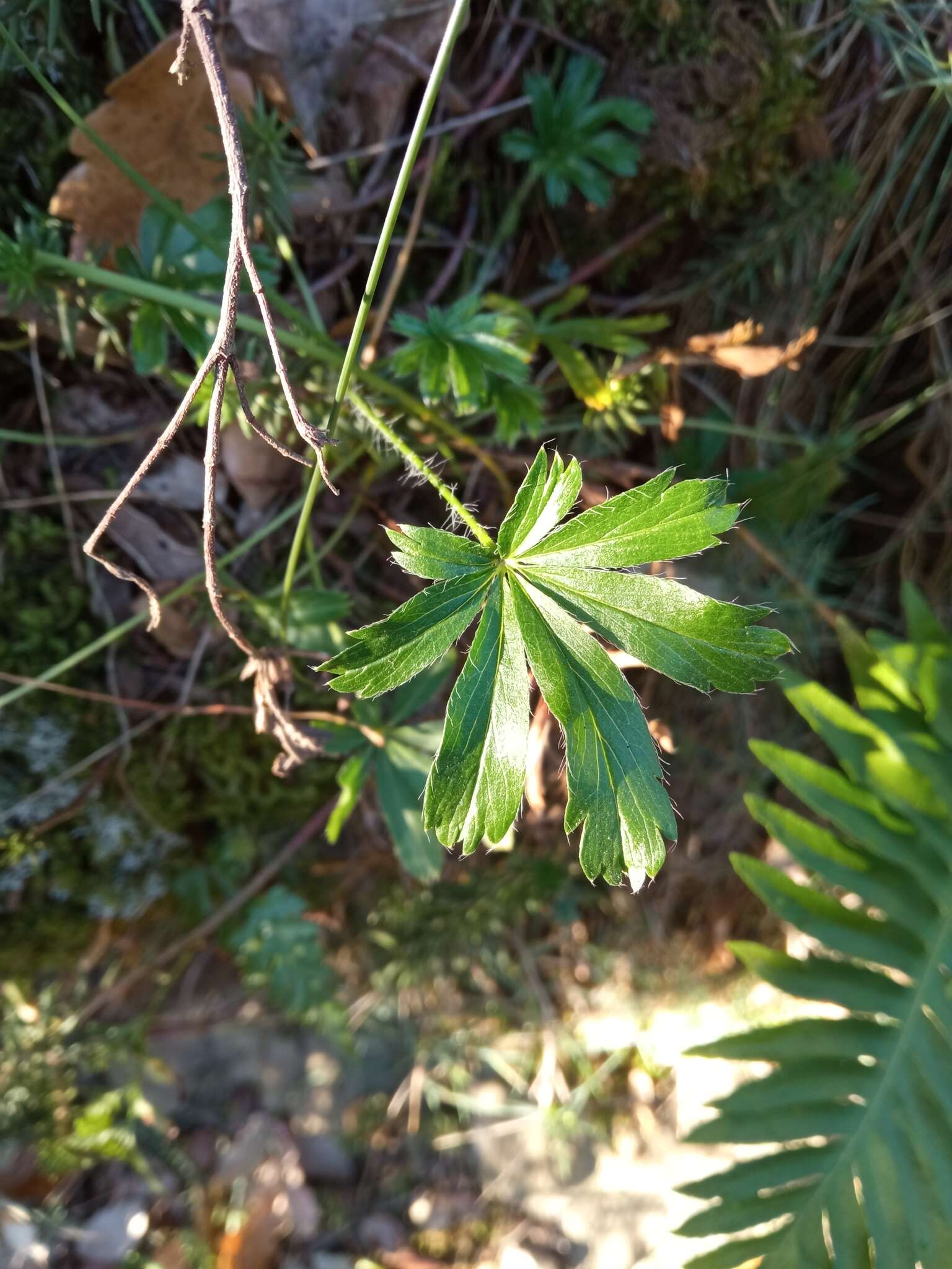 Image de Potentilla hirta L.