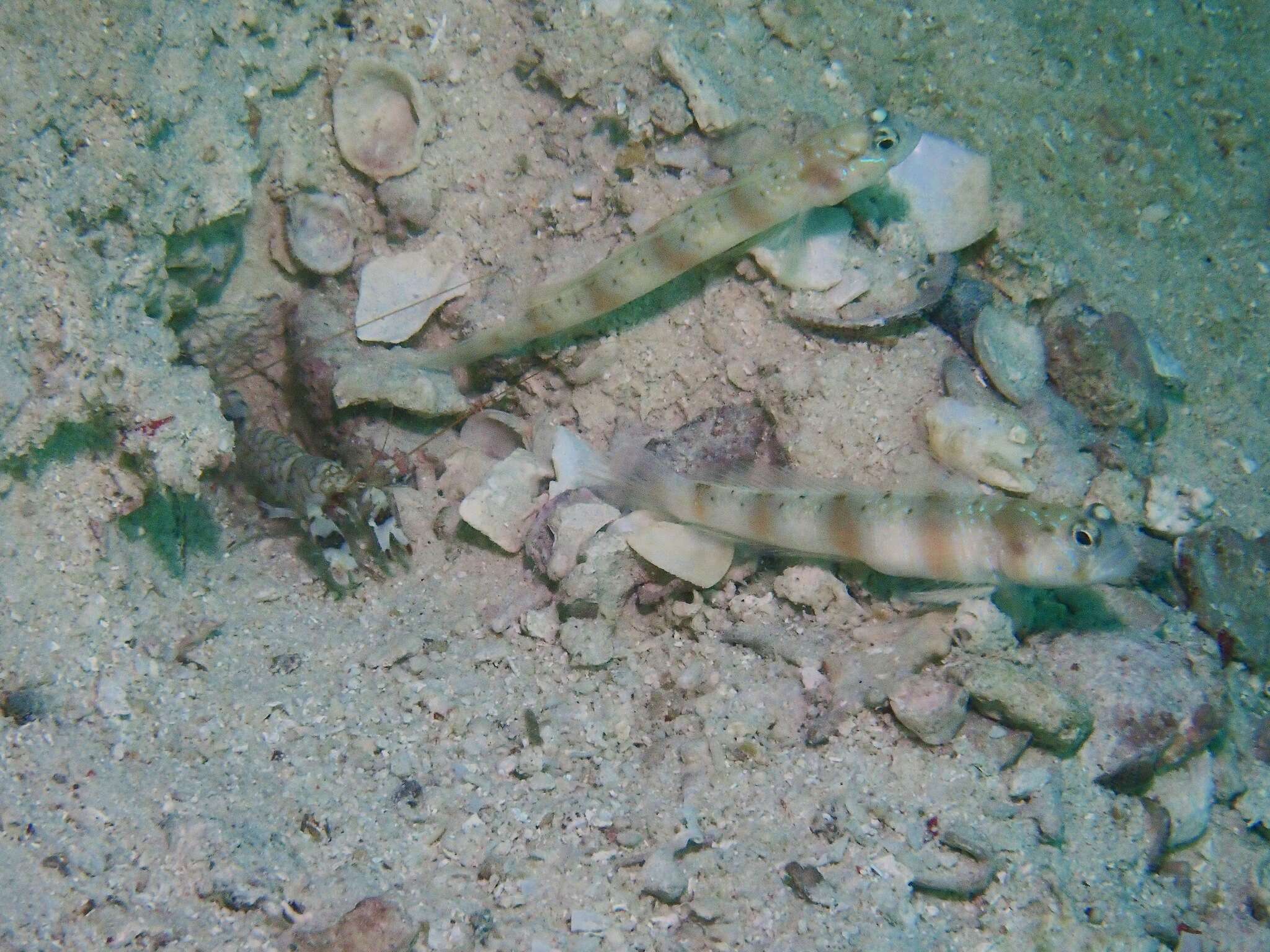 Image of Arcfin shrimpgoby