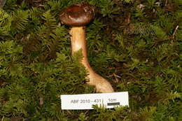 Chroogomphus ochraceus (Kauffman) O. K. Mill. 1964 resmi