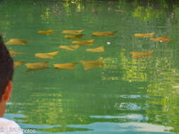 Image of Golden Cownose Ray