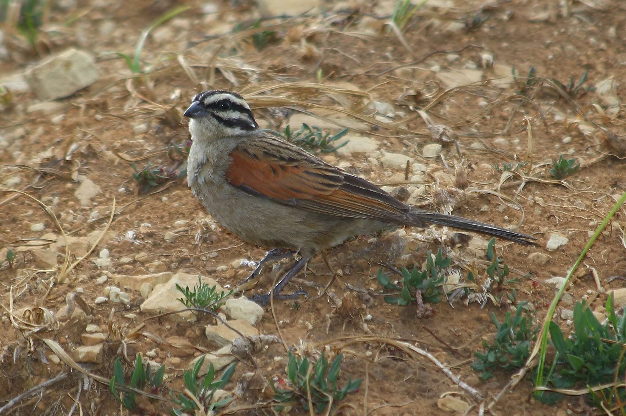 Image of Emberiza capensis reidi (Shelley 1902)