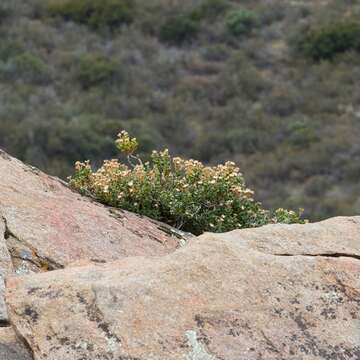 Image of cliff goldenbush