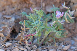 Plancia ëd Astragalus pubentissimus Torr. & A. Gray