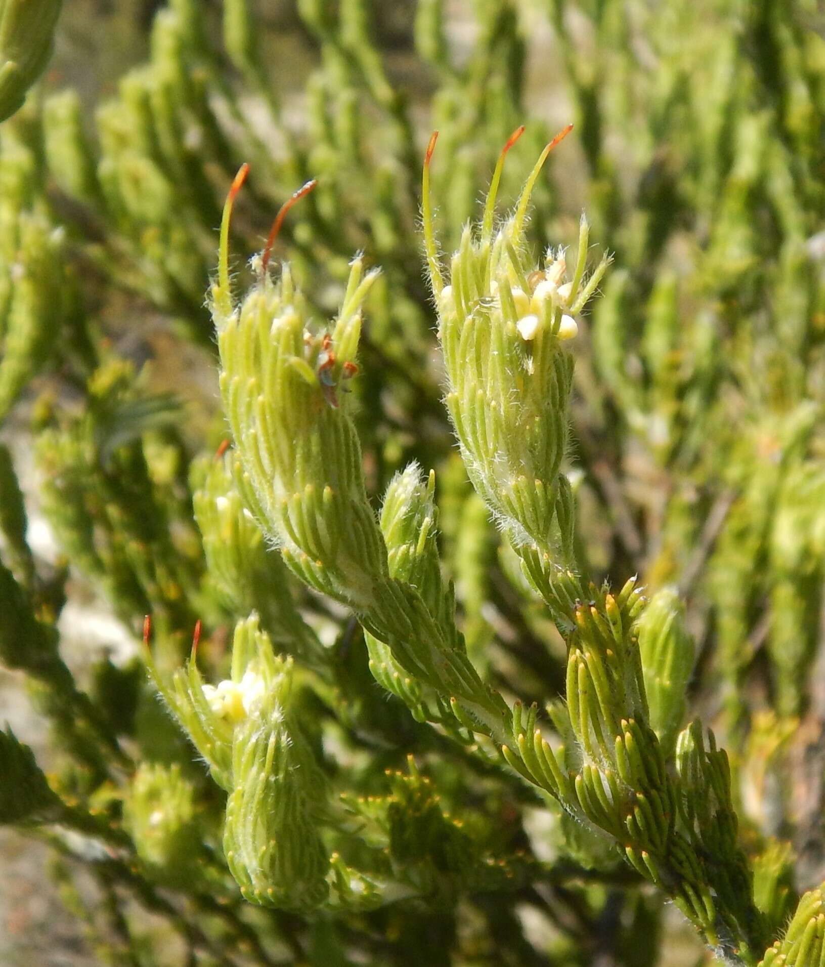 Image de Adenanthos terminalis R. Br.