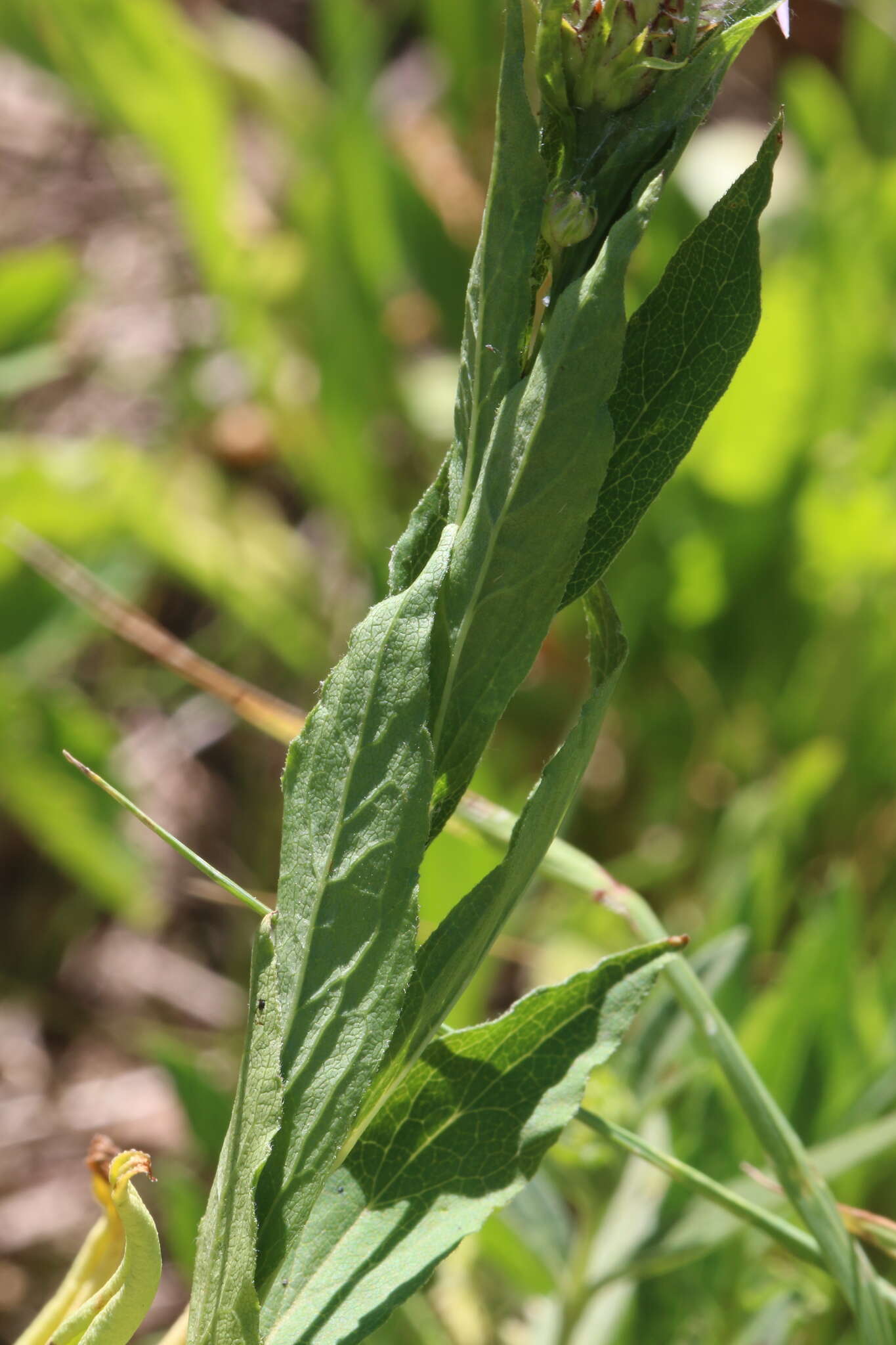 Слика од Eucephalus engelmannii (D. C. Eaton) Greene