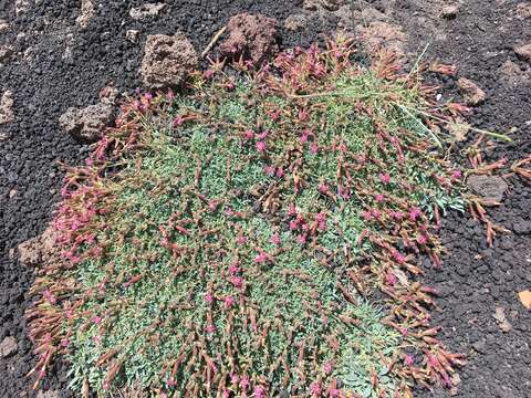 Image of Saponaria sicula Raf.