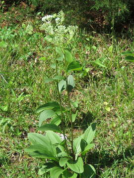 Image of groovestem Indian plantain