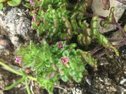 Image of Small Eyebright