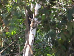 Image of Black Titi