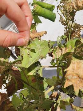 Image of Western Grapeleaf Skeletonizer