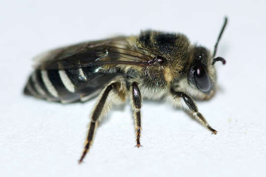 Image of Colletes simulans armatus Patton 1879