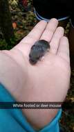 Image of White-footed Deermouse