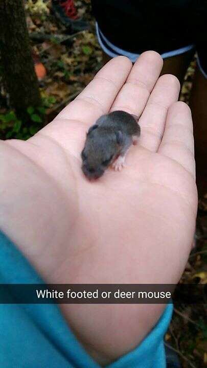 Image of White-footed Deermouse