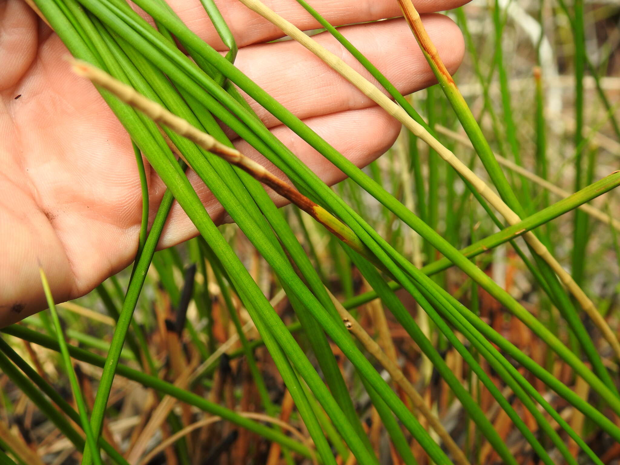 Image of Chorizandra sphaerocephala R. Br.