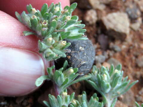 Image de Helichrysum leontonyx DC.