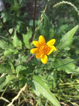 Image of Simsia amplexicaulis (Cav.) Pers.