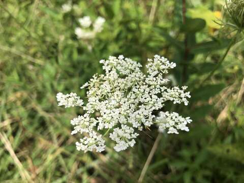 Plancia ëd Daucus carota subsp. carota