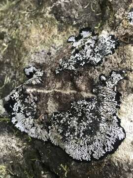 Image of matted lichen