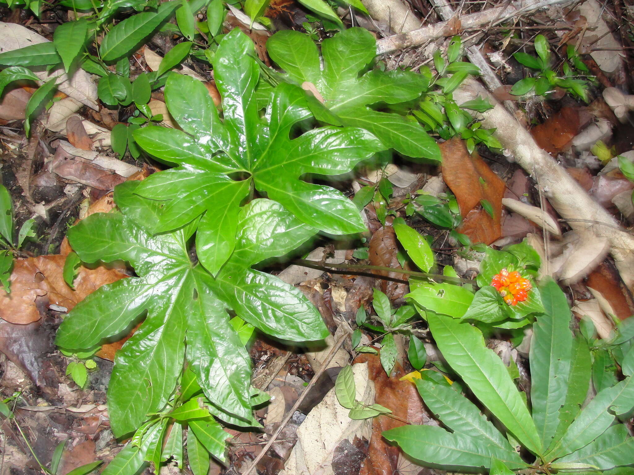 Sivun Tacca palmata Blume kuva