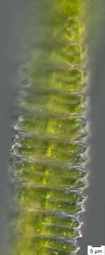 Image of Desmidium swartzii