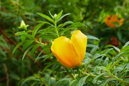 Image of Hypericum lanceolatum subsp. lanceolatum