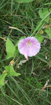 صورة Calystegia pulchra Brumm. & Heywood