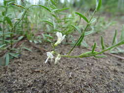 Image of looseflower milkvetch