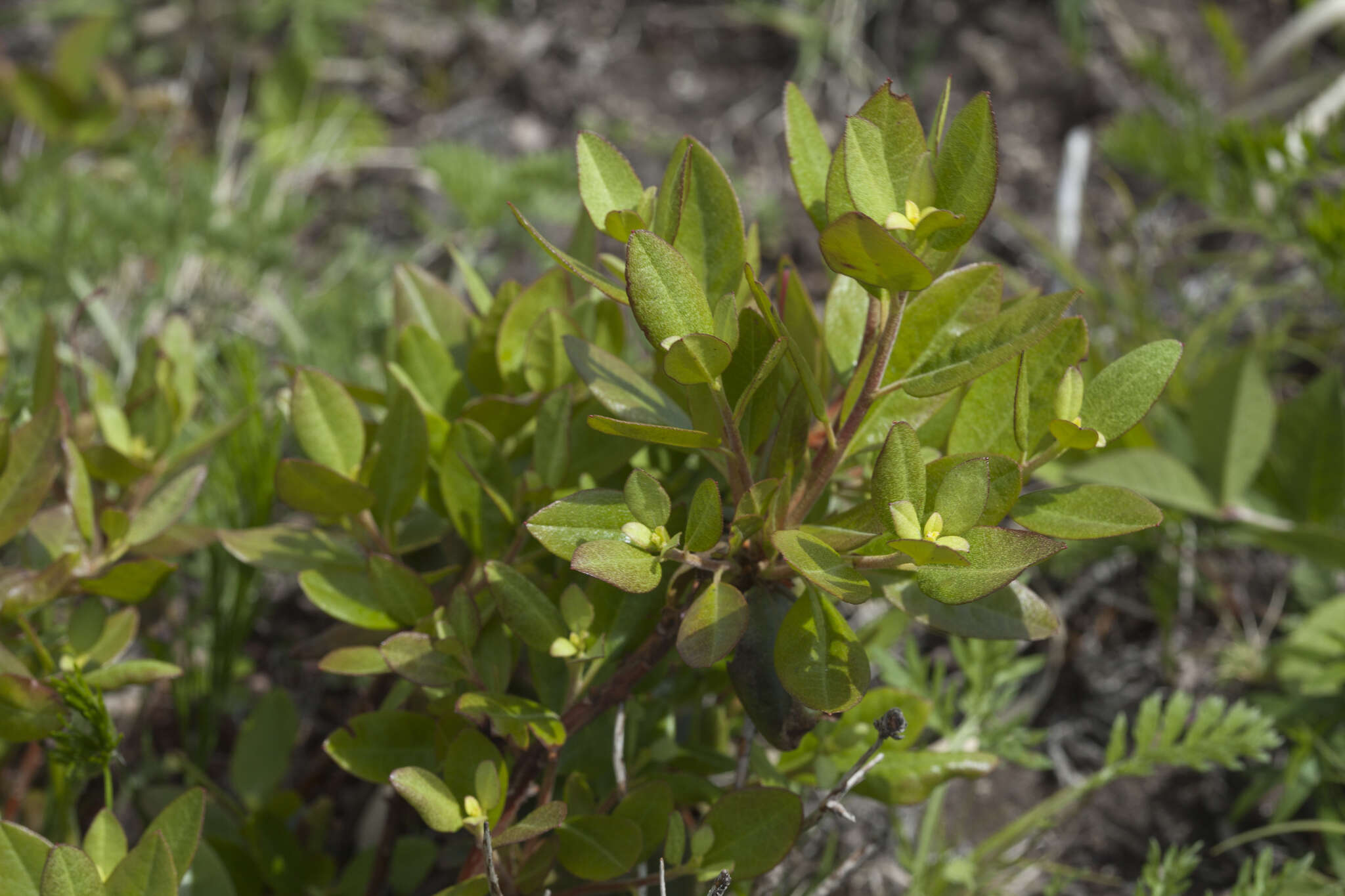 Image of Rhododendron mucronulatum subsp. sichotense (Pojark.) A. Khokhr.