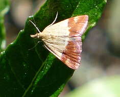 Image of Pyrausta semirubralis Packard 1873