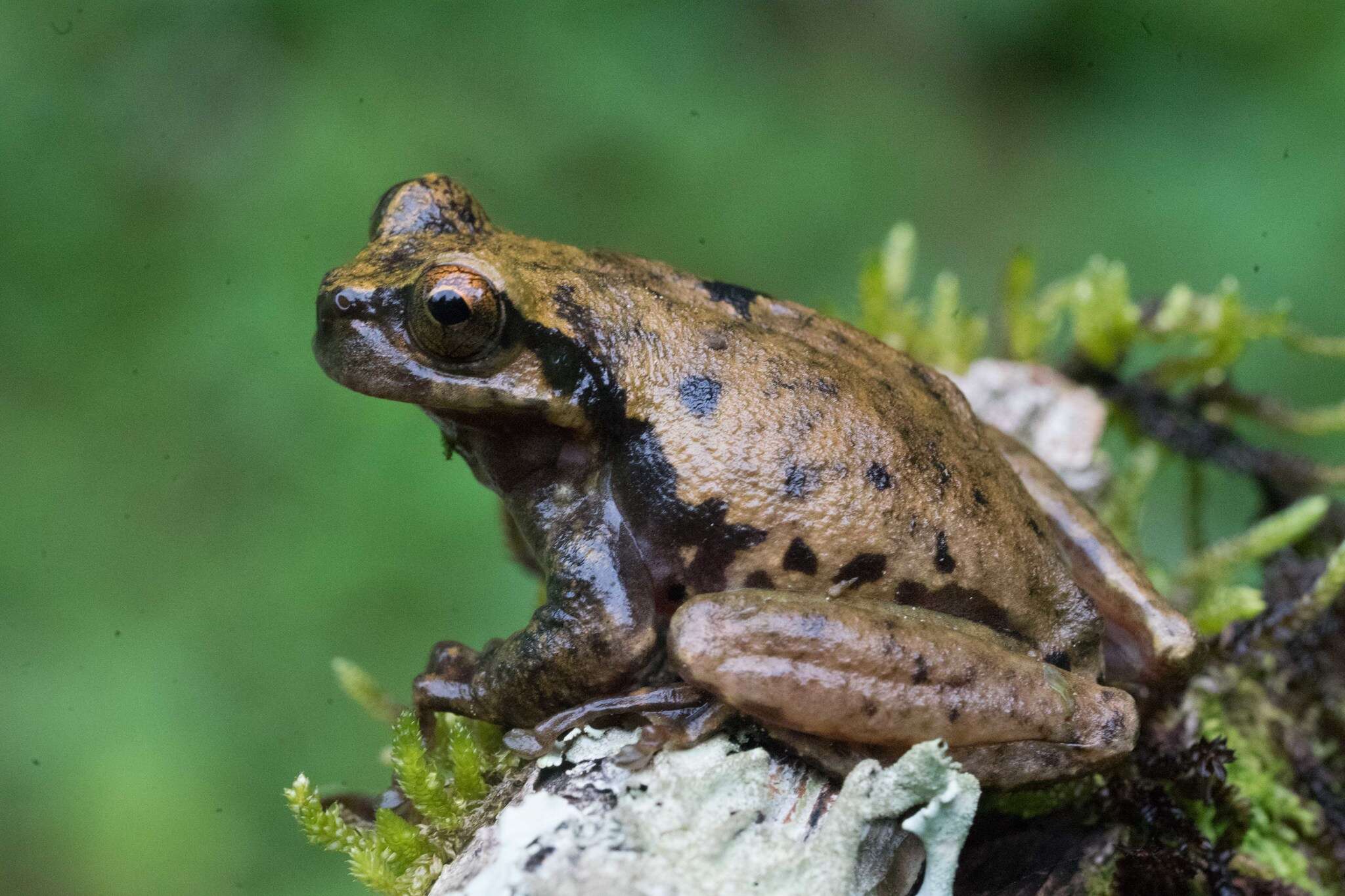 Image of Matuda’s Spikethumb Frog