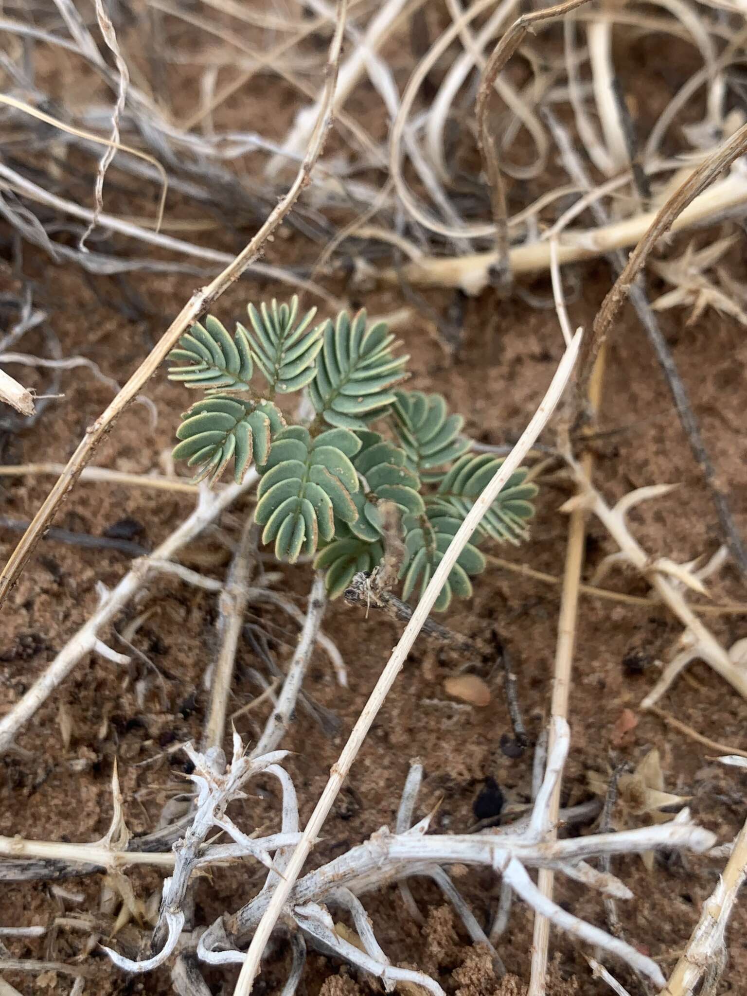 Plancia ëd Hoffmannseggia repens (Eastw.) Cockerell