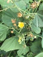 Imagem de Abutilon ramosum (Cav.) Guill.