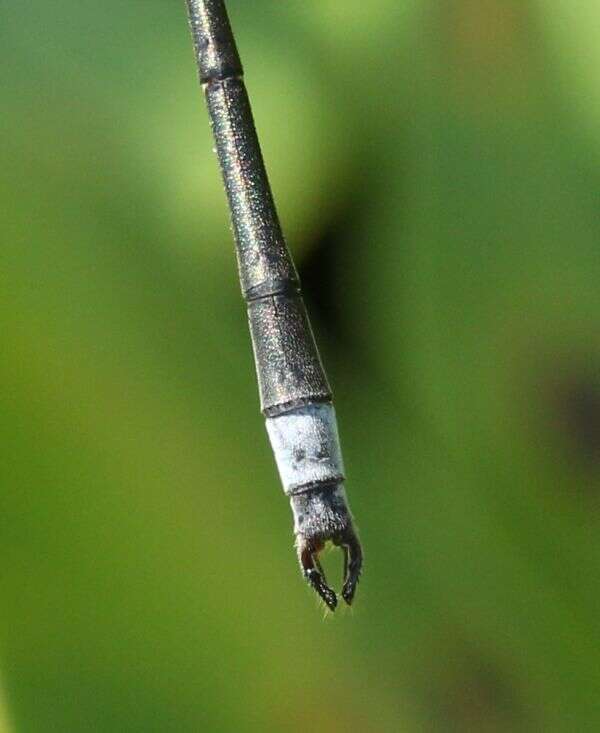 Image of Swamp Spreadwing