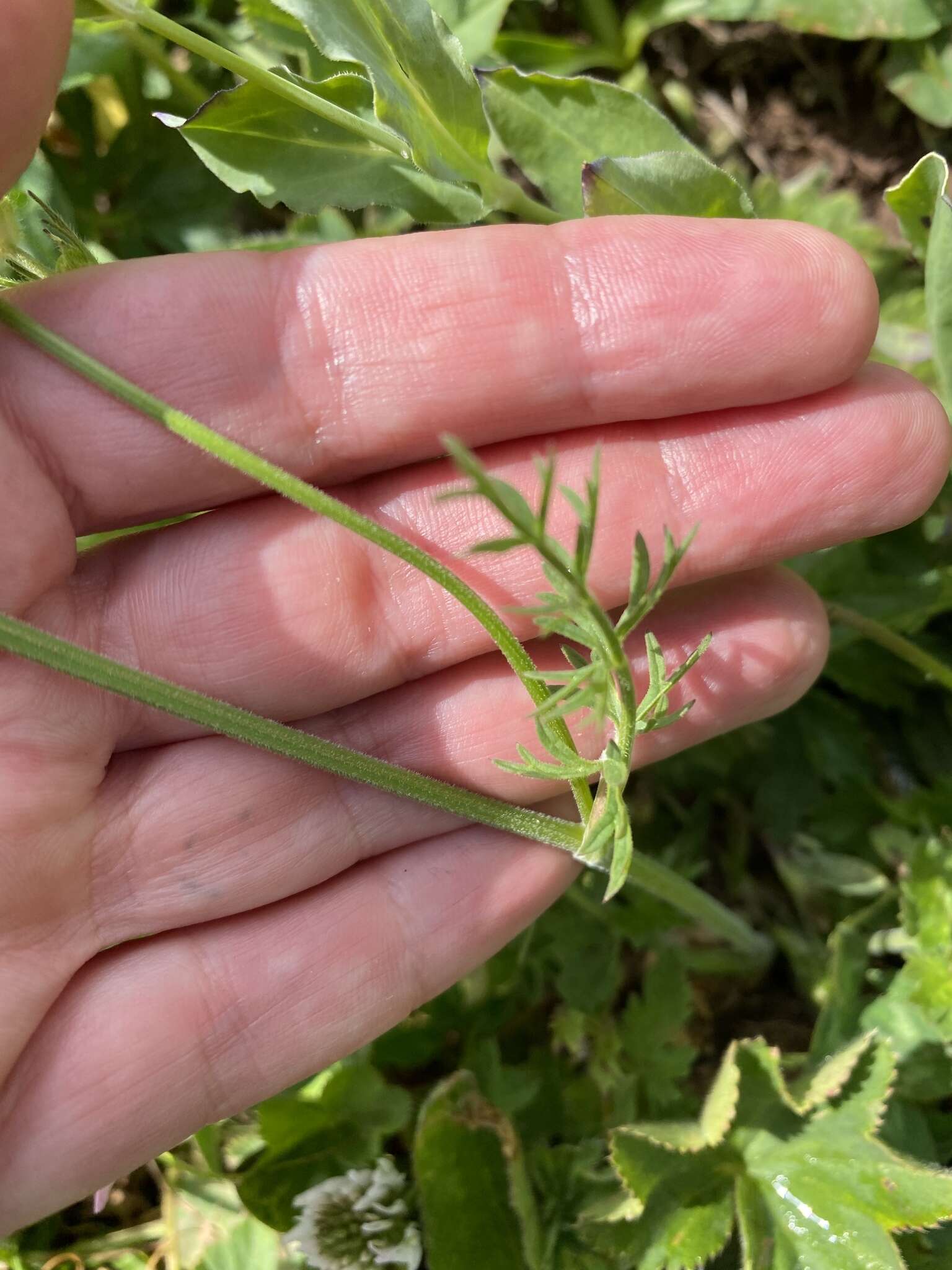 Image of Pimpinella rhodantha Boiss.