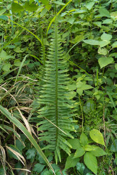 Polypodium plesiosorum Kunze的圖片