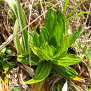 Image of Hedyotis verticillaris Wall. ex Wight & Arn.