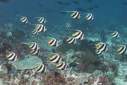 Image of Bannerfish