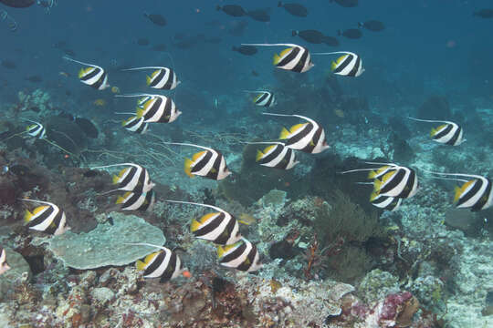 Image of Bannerfish