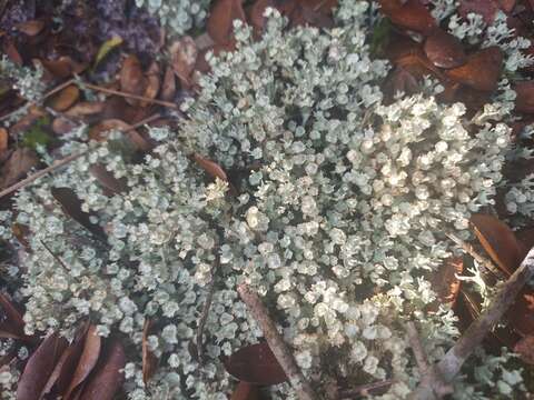 Imagem de Cladonia rappii A. Evans