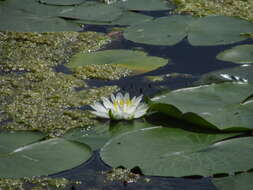 Nymphaea odorata subsp. tuberosa (Paine) J. H. Wiersema & C. B. Hellquist的圖片