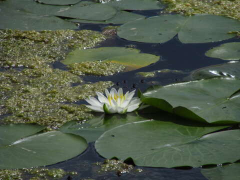 Image of American white waterlily