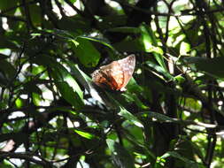 Image of Charaxes durnfordi Distant 1884