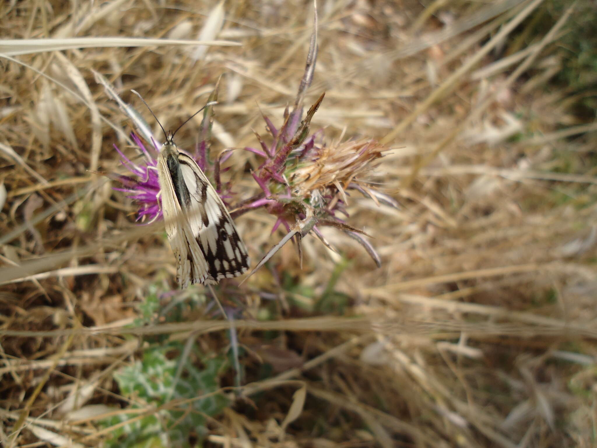 Image of Levantine Marbled White