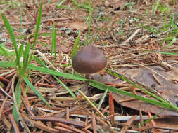 Image of Mycena plumipes (Kalchbr.) P.-A. Moreau 2003